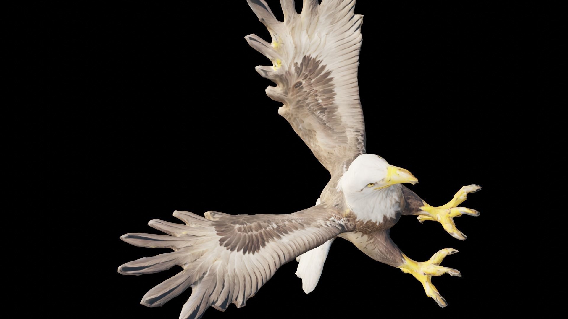 Bald Eagle 3D Model obj fbx stl ply mtl texture 3D model_8