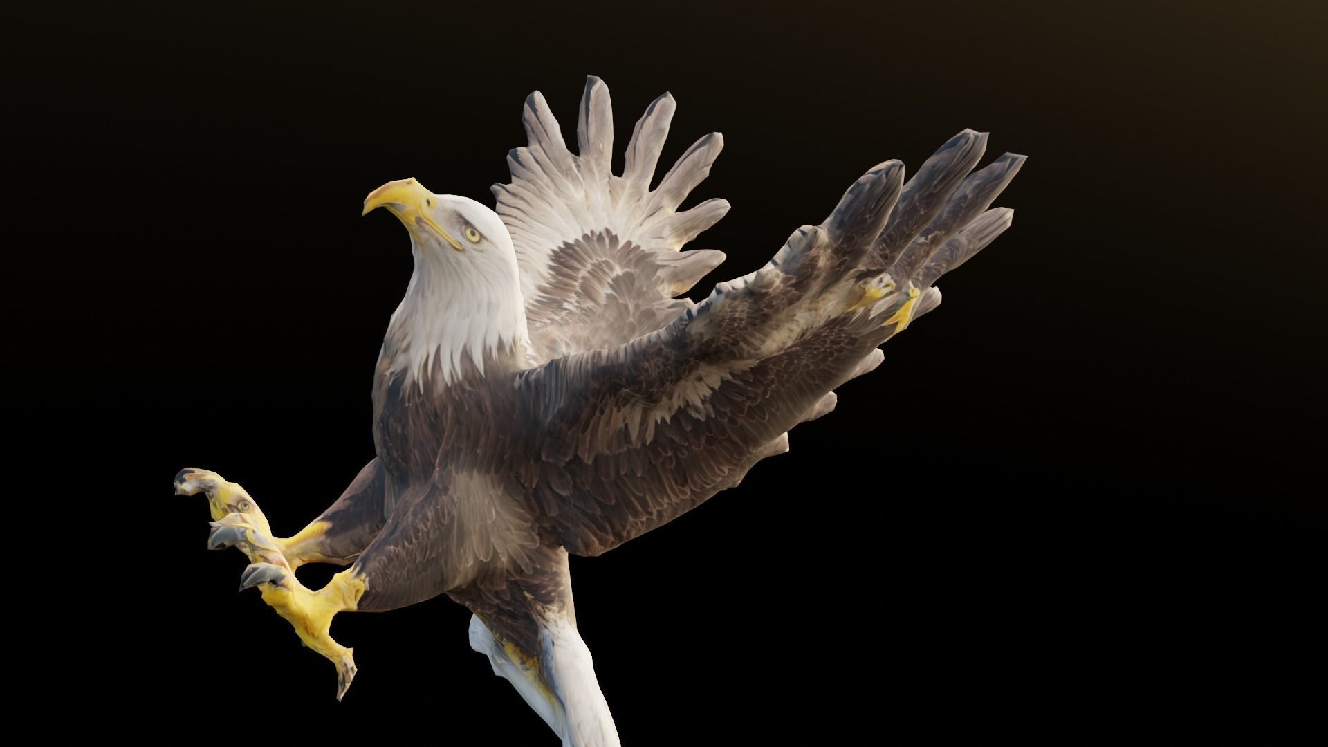 Bald Eagle 3D Model obj fbx stl ply mtl texture 3D model_7