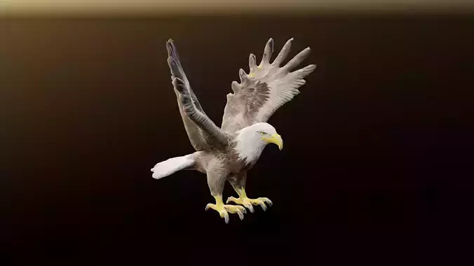 Bald Eagle 3D Model obj fbx stl ply mtl texture