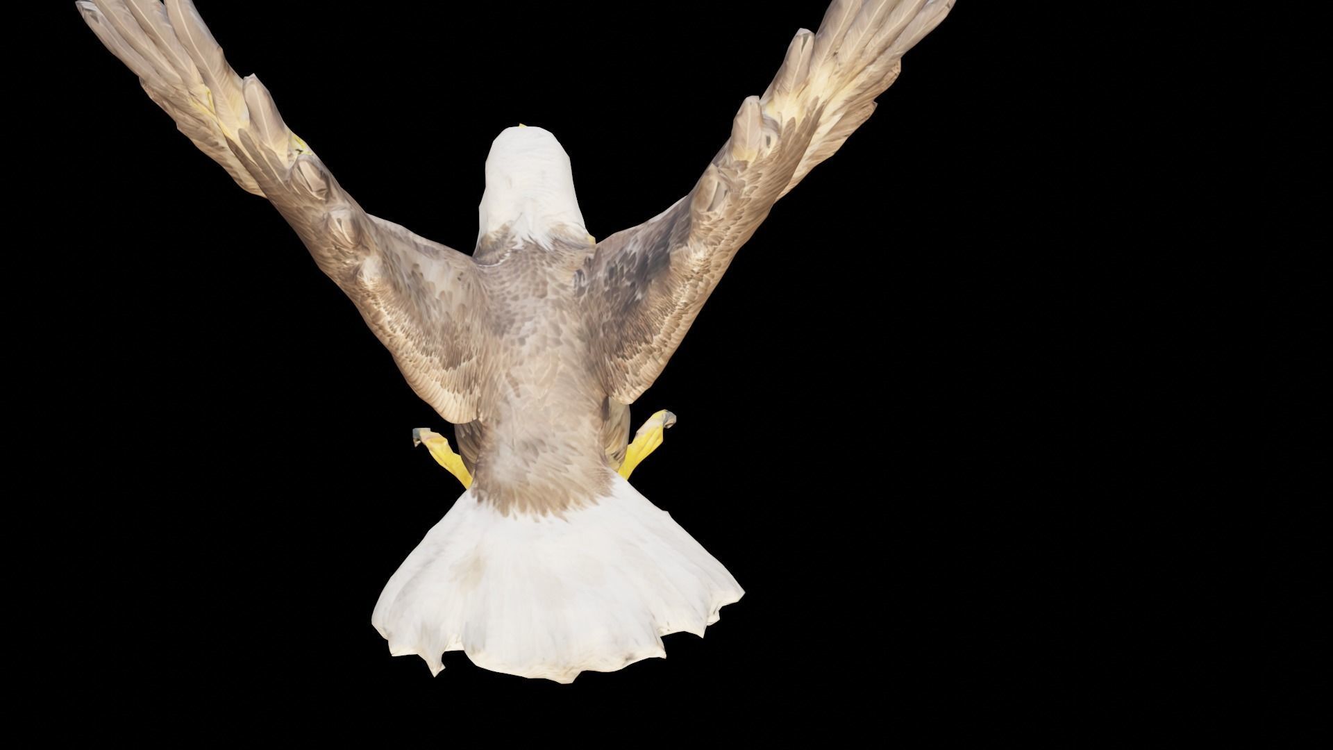 Bald Eagle 3D Model obj fbx stl ply mtl texture 3D model_3