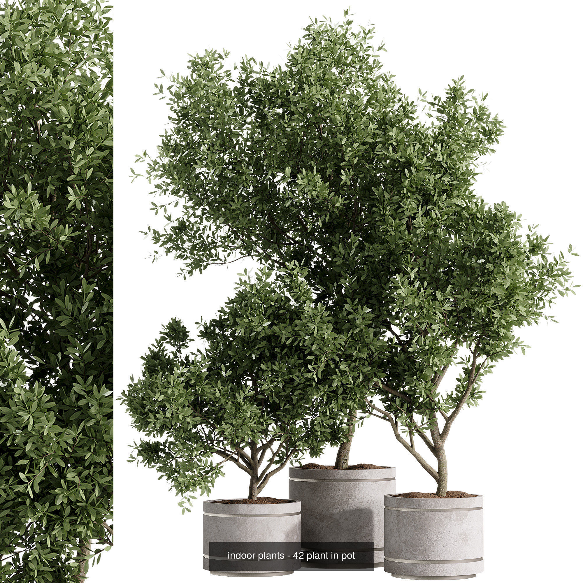 Indoor plants set collection 03 by dii _20