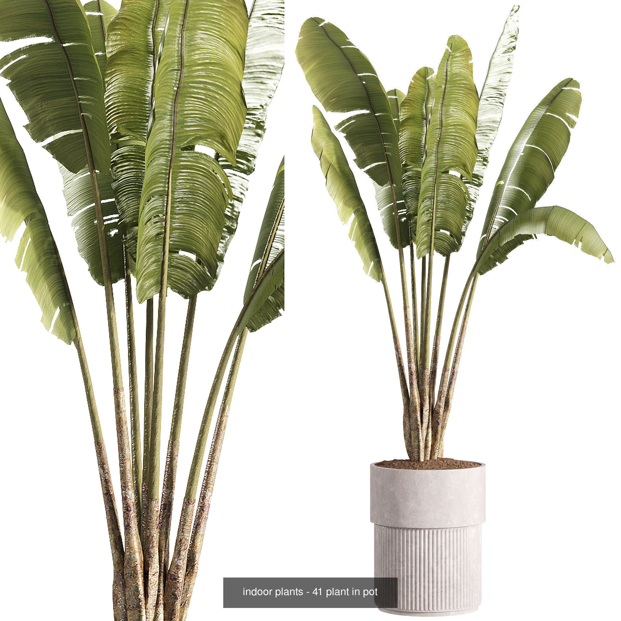 Indoor plants set collection 03 by dii _19