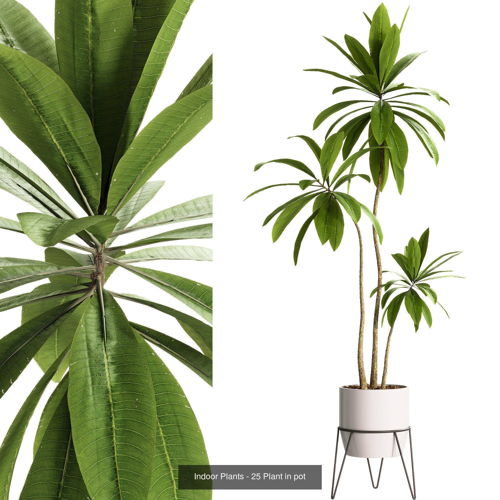 Indoor plants set collection 03 by dii _3
