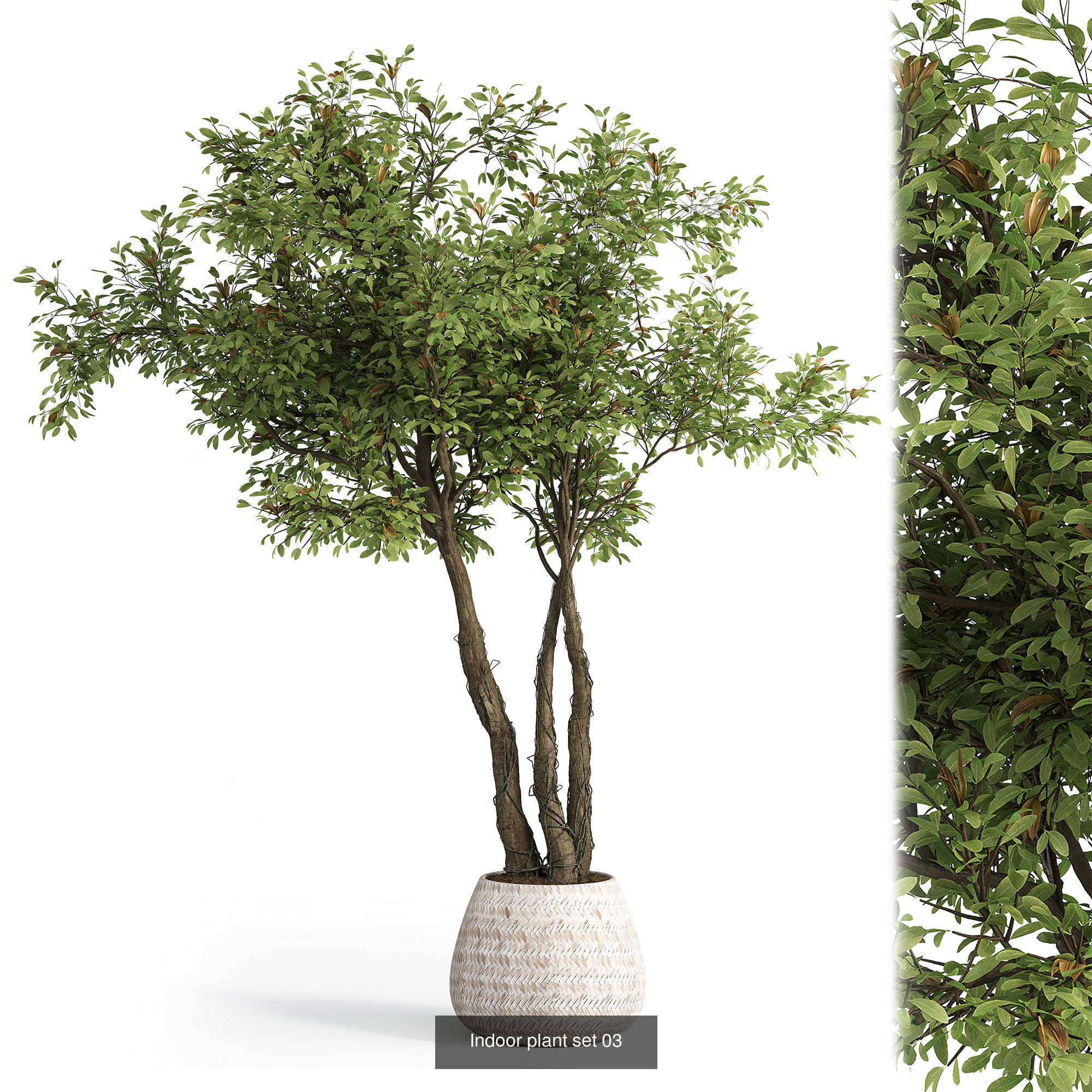 Indoor plants set collection 03 by dii _23