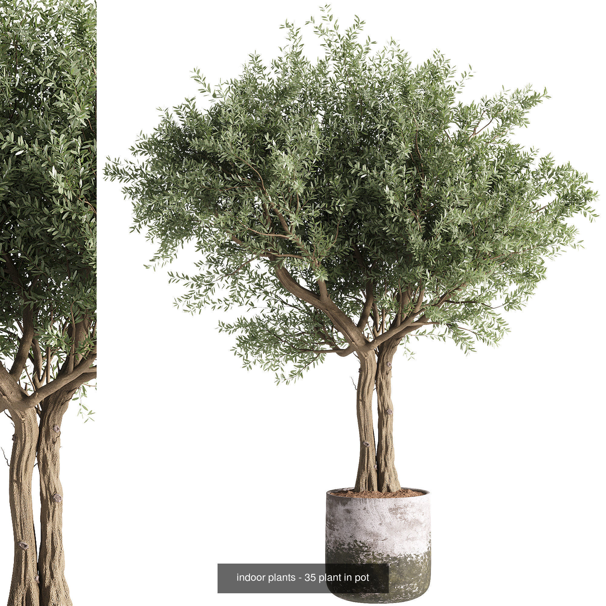 Indoor plants set collection 03 by dii _11