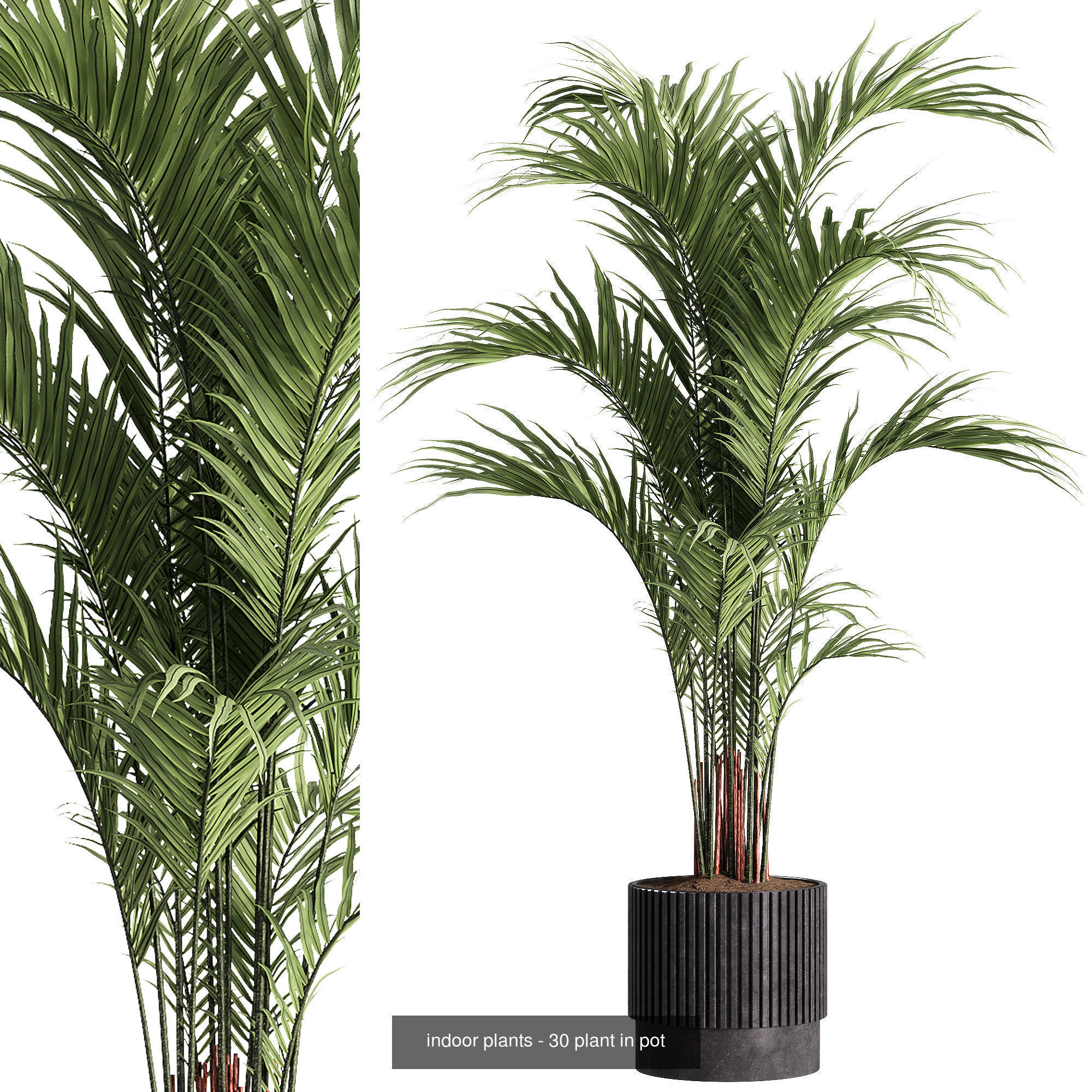 Indoor plants set collection 03 by dii _7