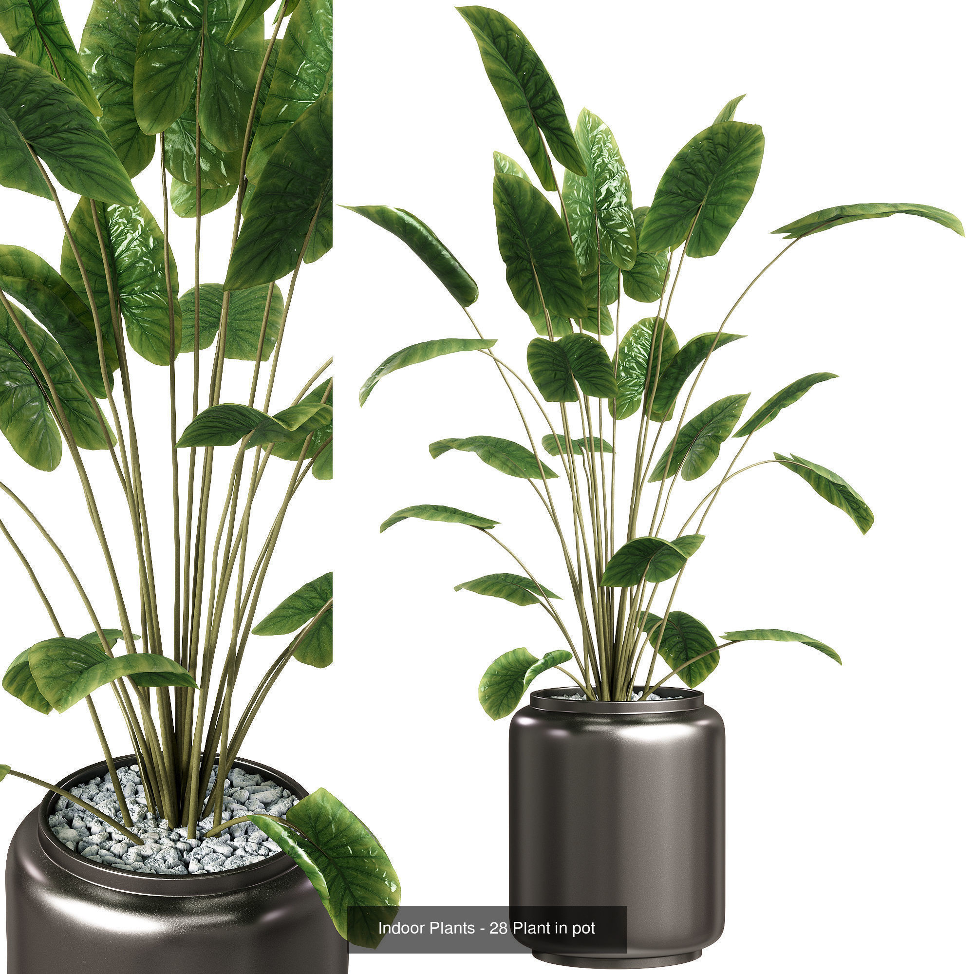 Indoor plants set collection 03 by dii _5