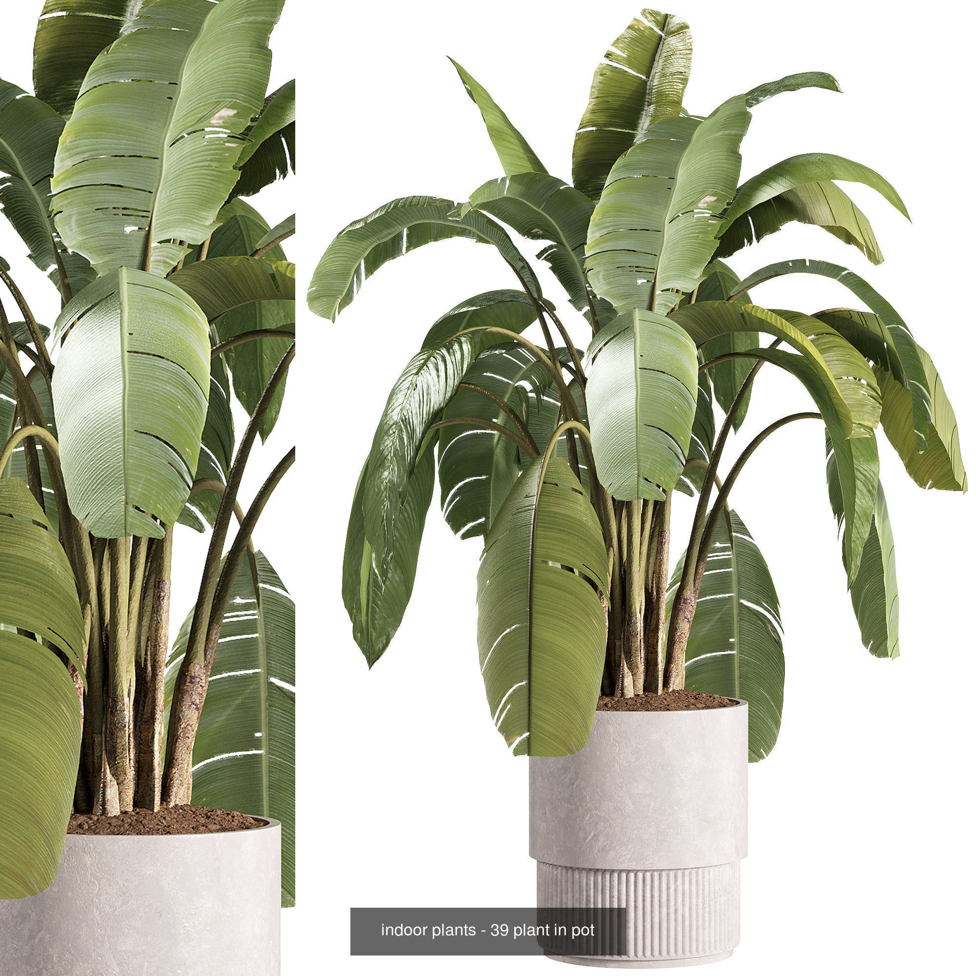 Indoor plants set collection 03 by dii _17