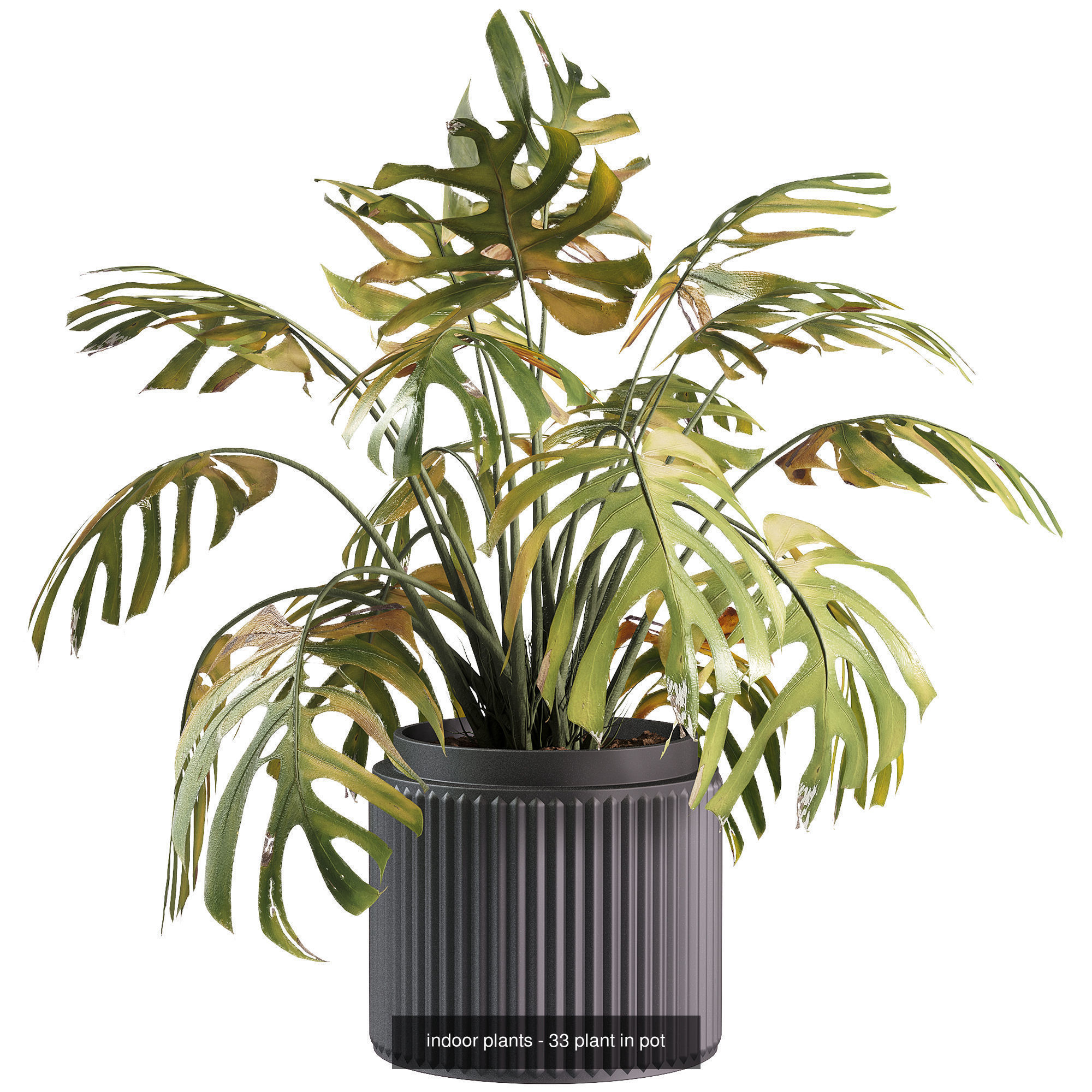 Indoor plants set collection 03 by dii _10