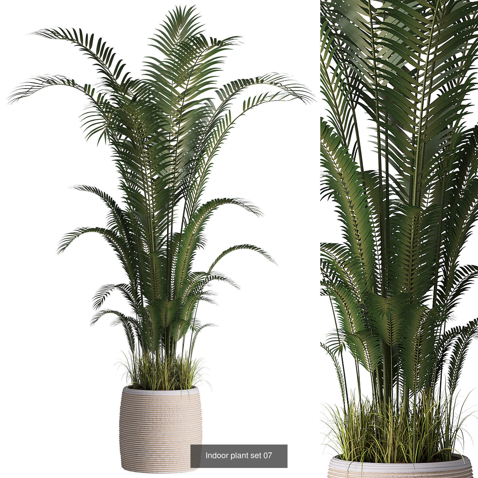 Indoor plants set collection 03 by dii _16