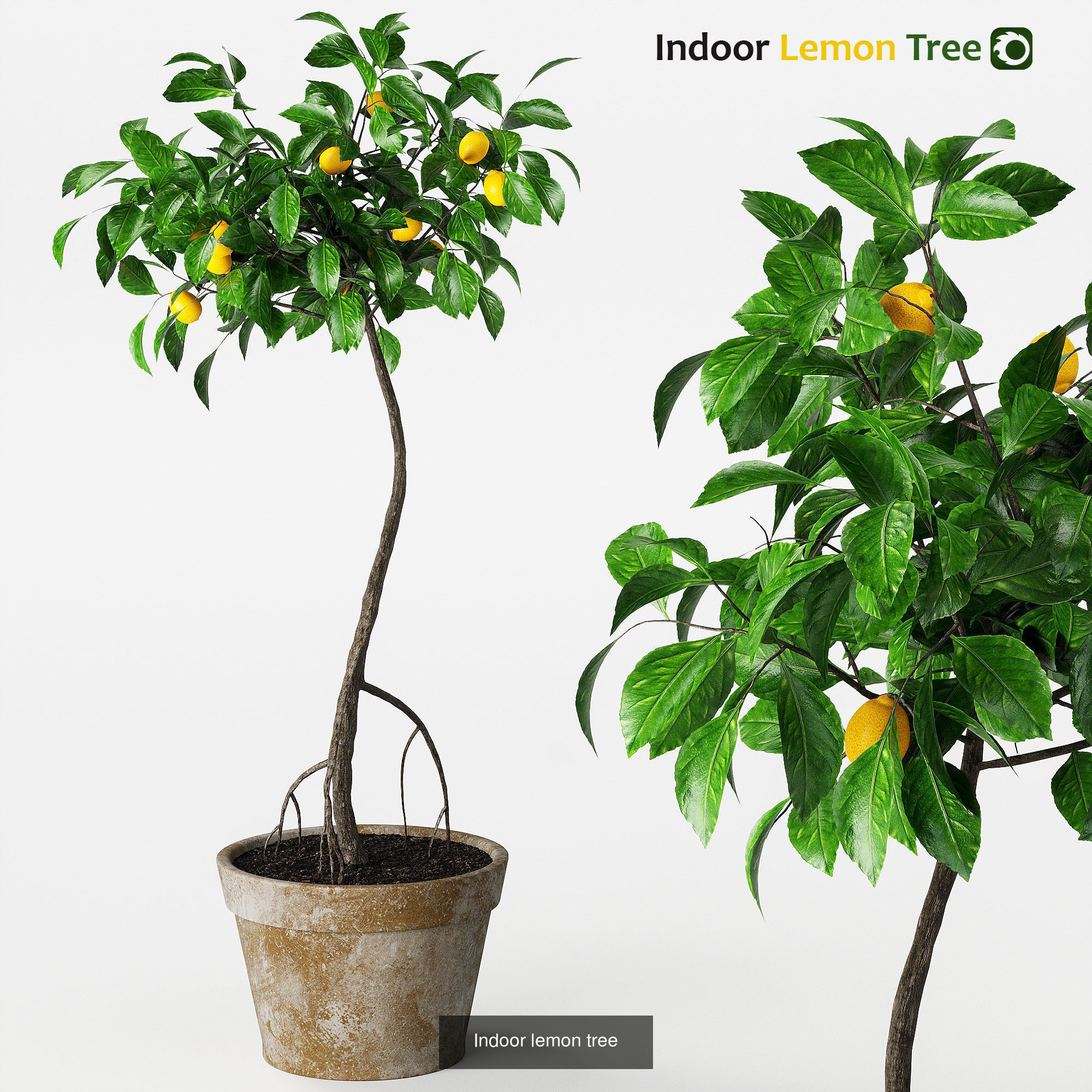 Indoor plants set collection 03 by dii _21