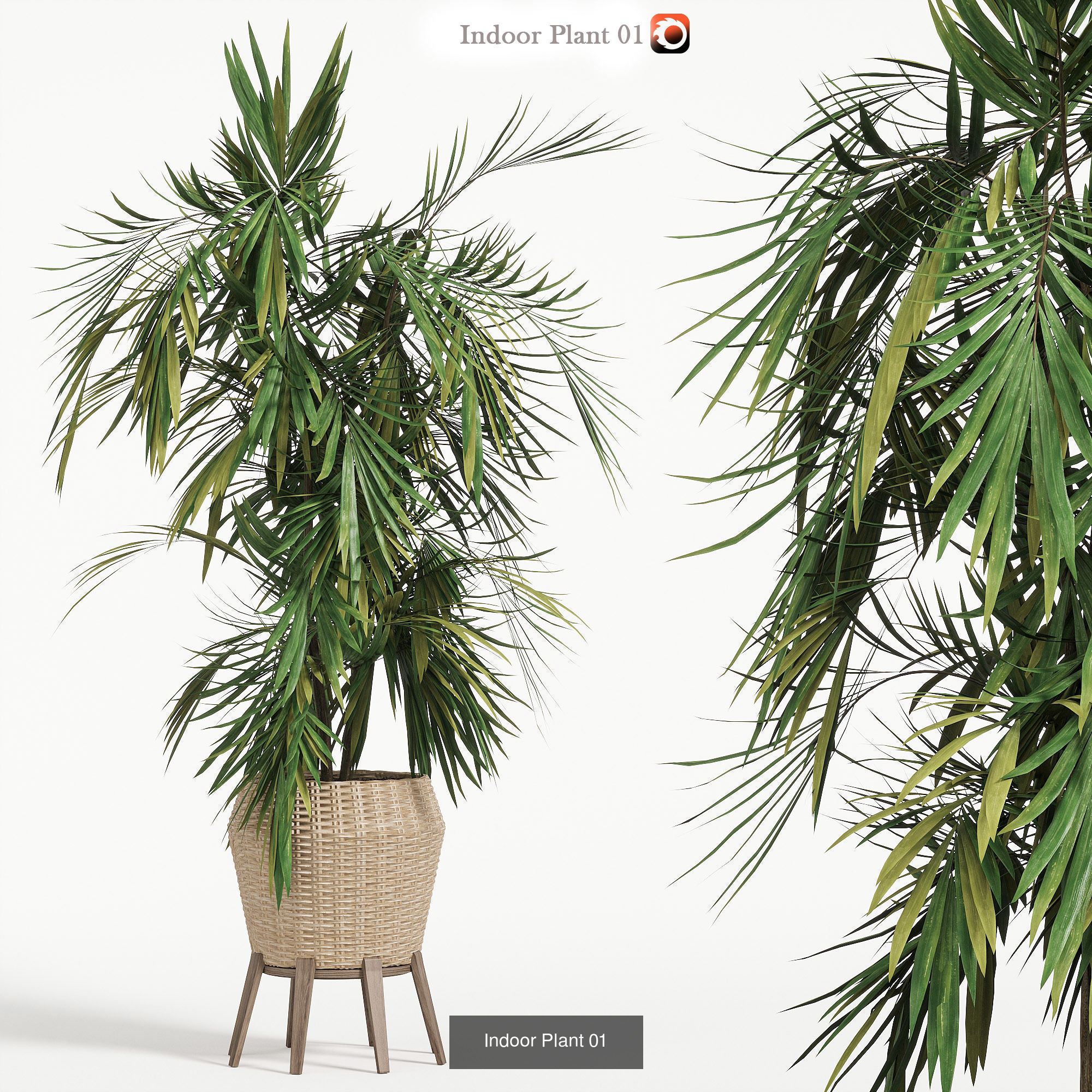 Indoor plants set collection 03 by dii _12