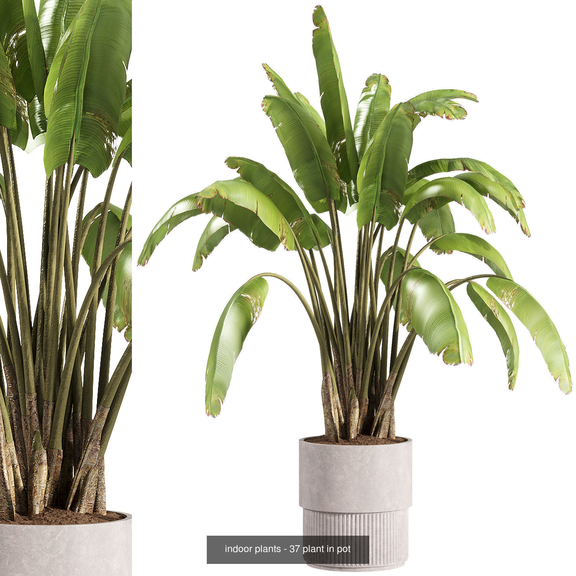 Indoor plants set collection 03 by dii _14