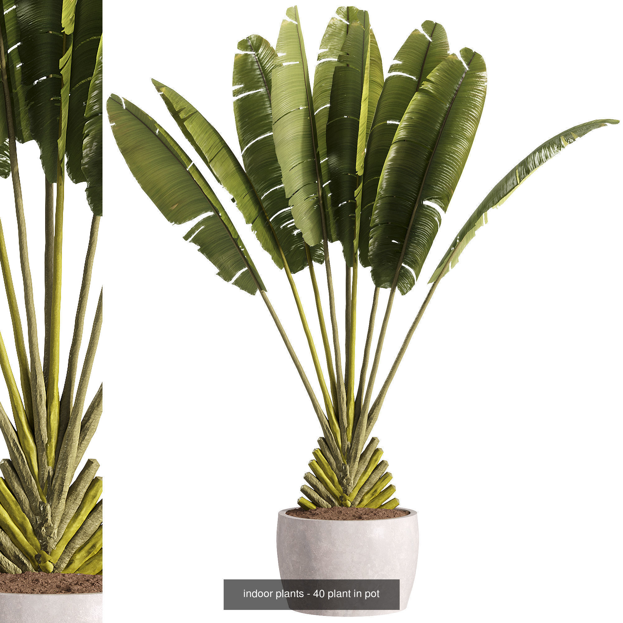 Indoor plants set collection 03 by dii _18