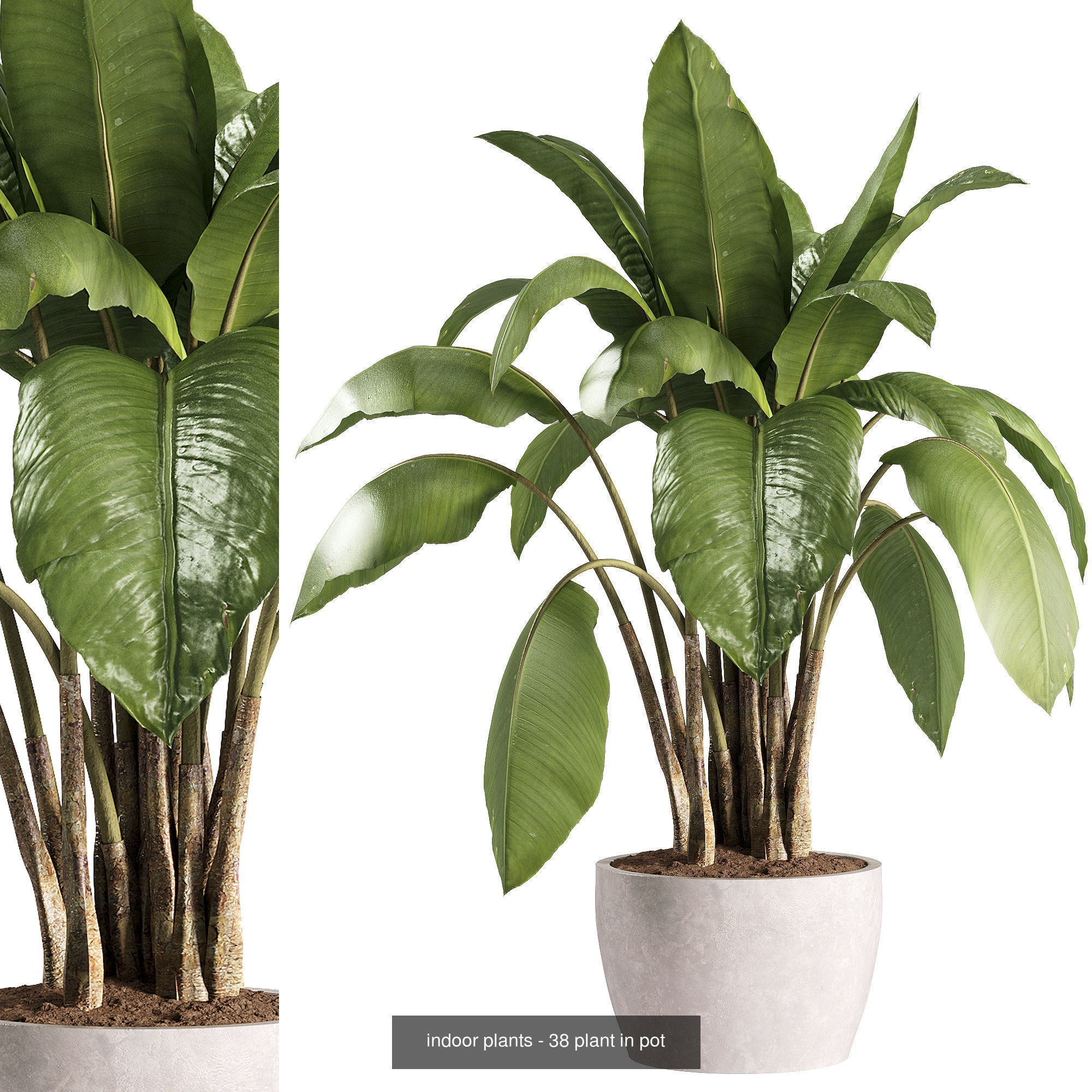 Indoor plants set collection 03 by dii _15