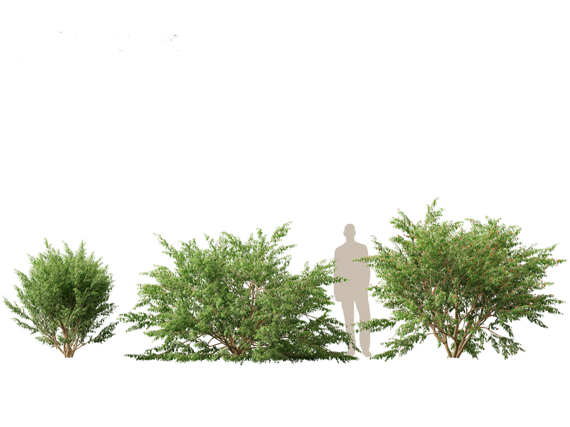 Eugenia uniflora - Surinam cherry 3D model_3