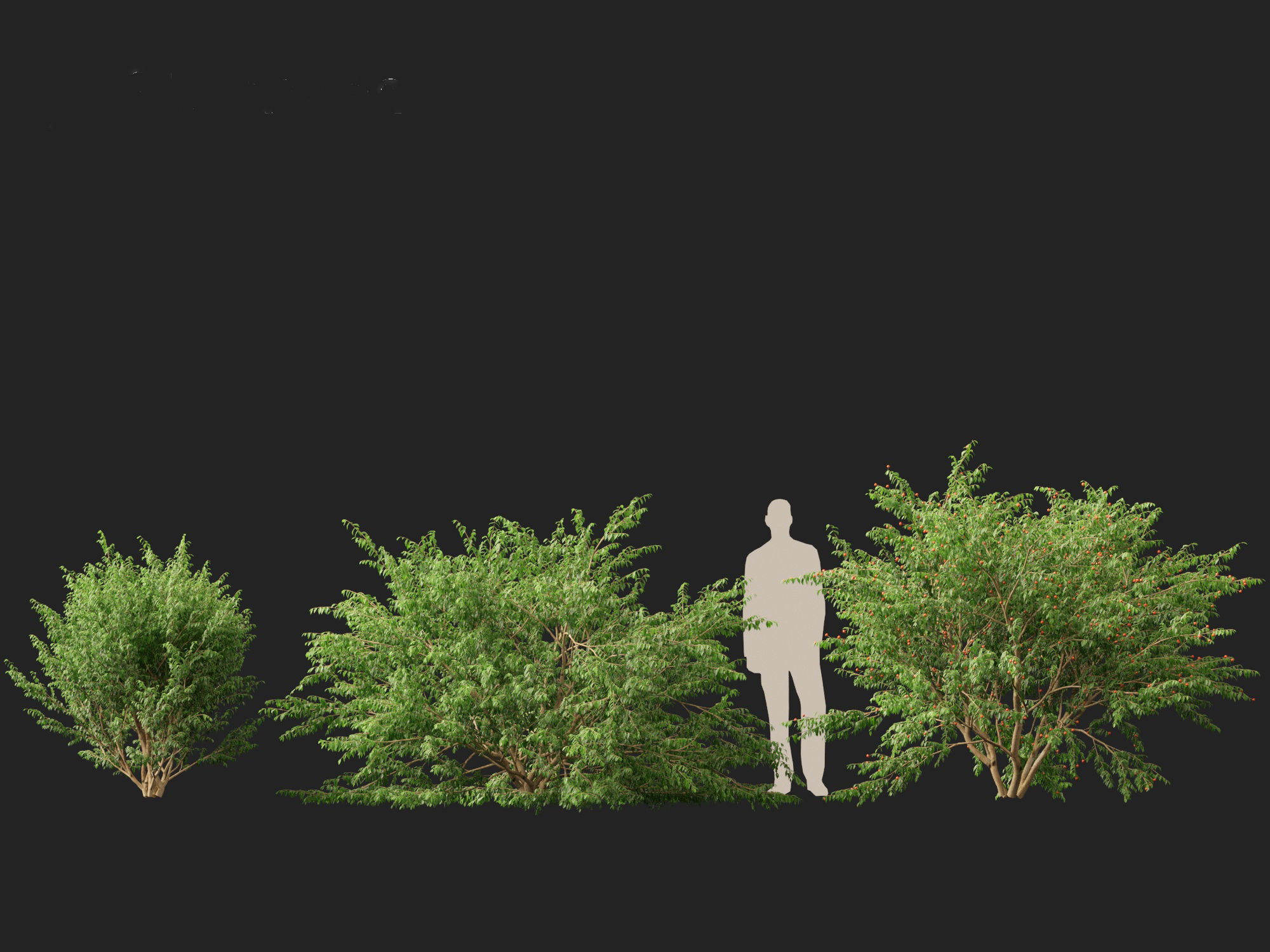 Eugenia uniflora - Surinam cherry 3D model_4