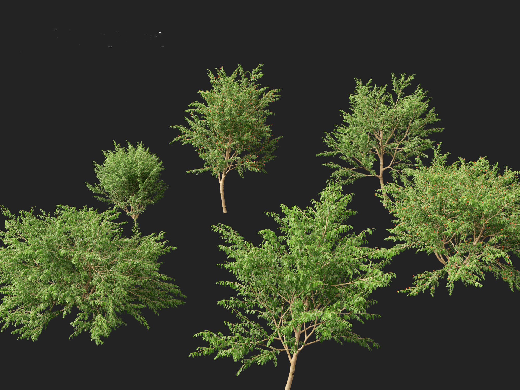 Eugenia uniflora - Surinam cherry 3D model_7