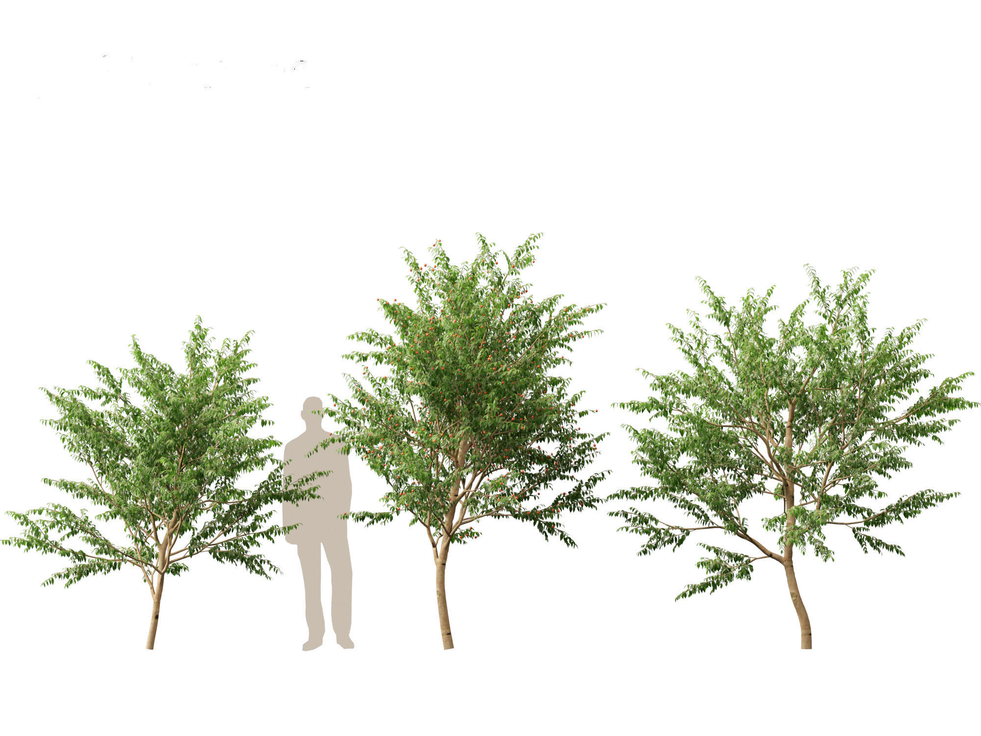 Eugenia uniflora - Surinam cherry 3D model_5