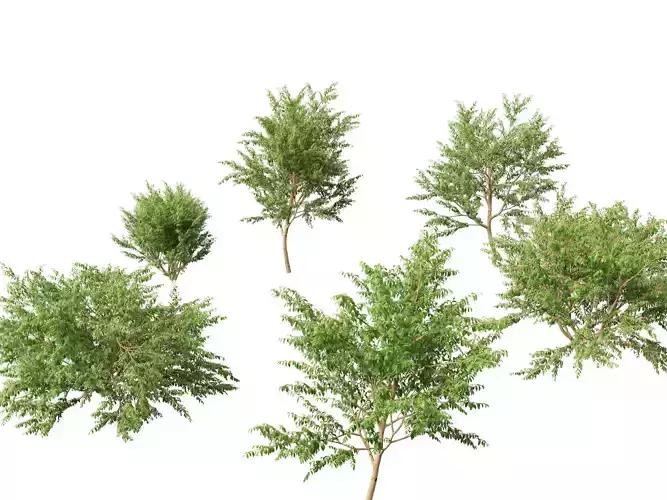 Eugenia uniflora - Surinam cherry