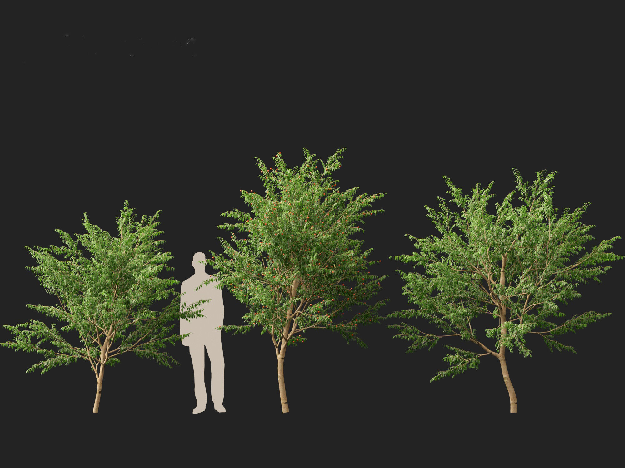 Eugenia uniflora - Surinam cherry 3D model_6