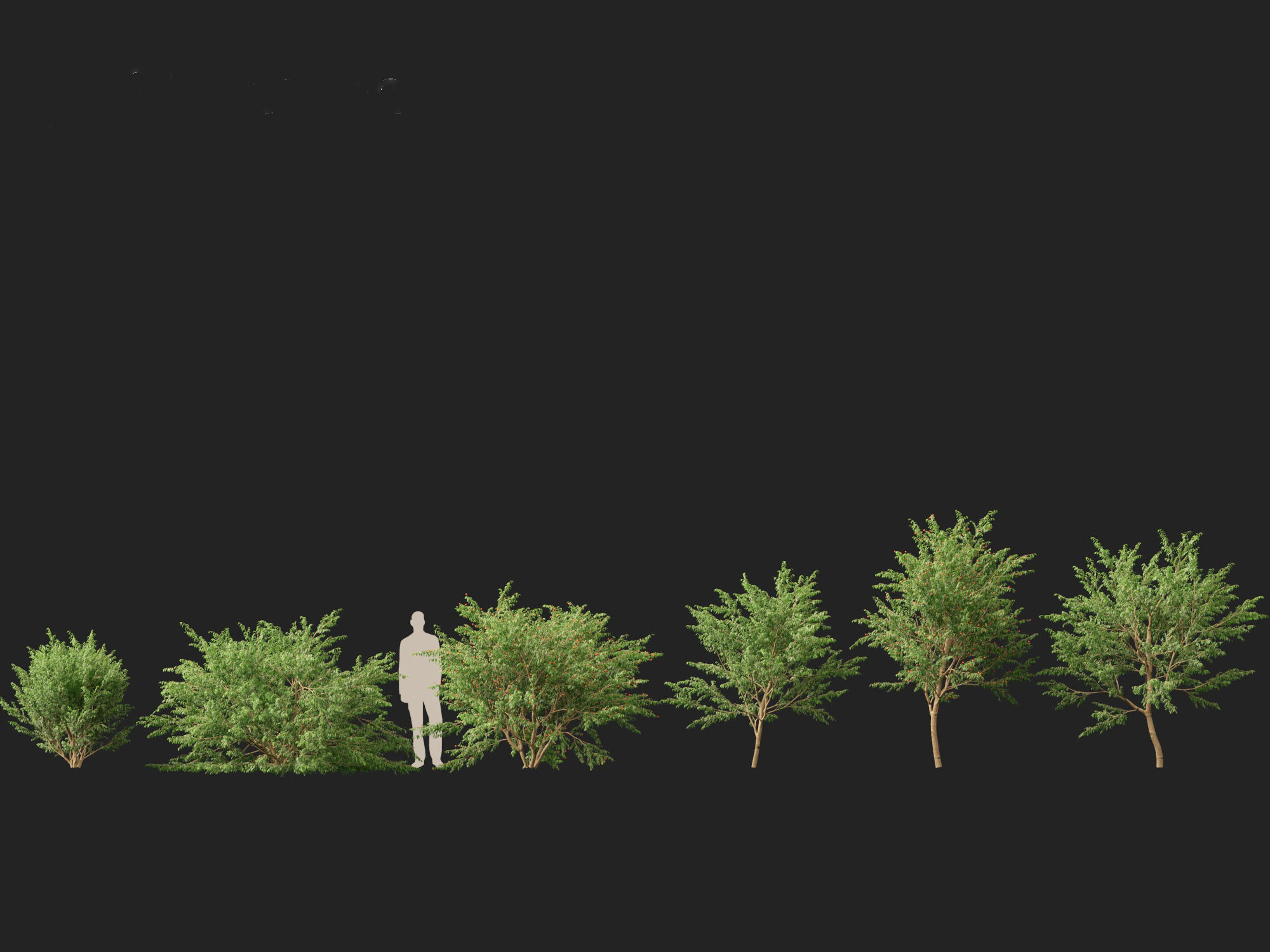 Eugenia uniflora - Surinam cherry 3D model_2