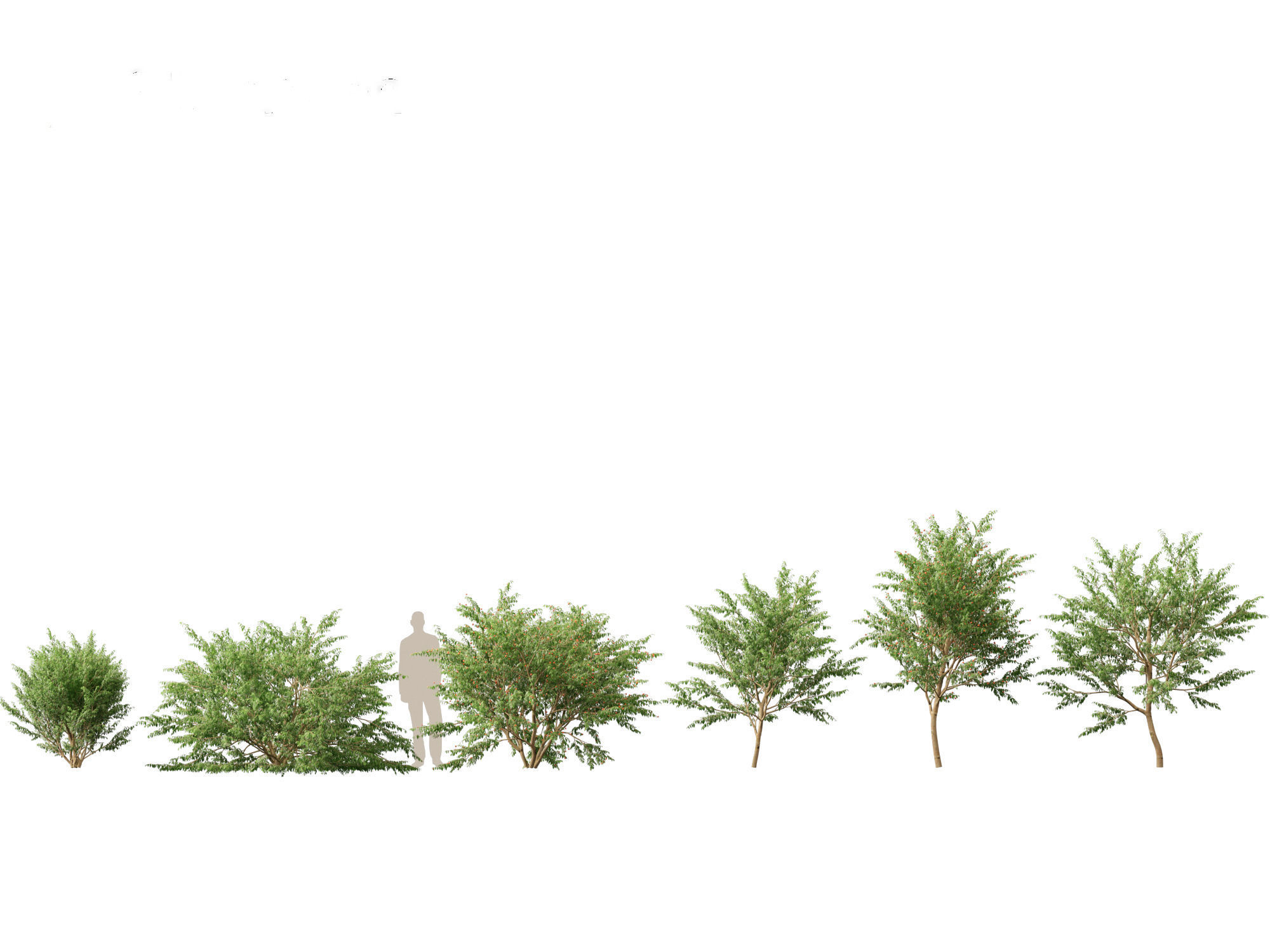 Eugenia uniflora - Surinam cherry 3D model_1