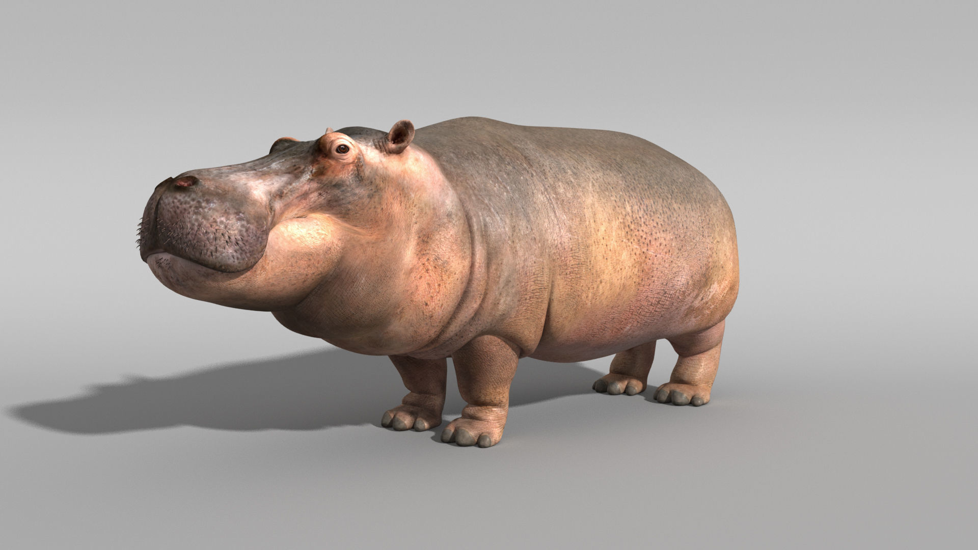Hippopotamus 3D model_6
