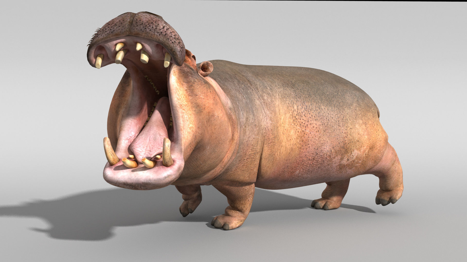 Hippopotamus 3D model_2