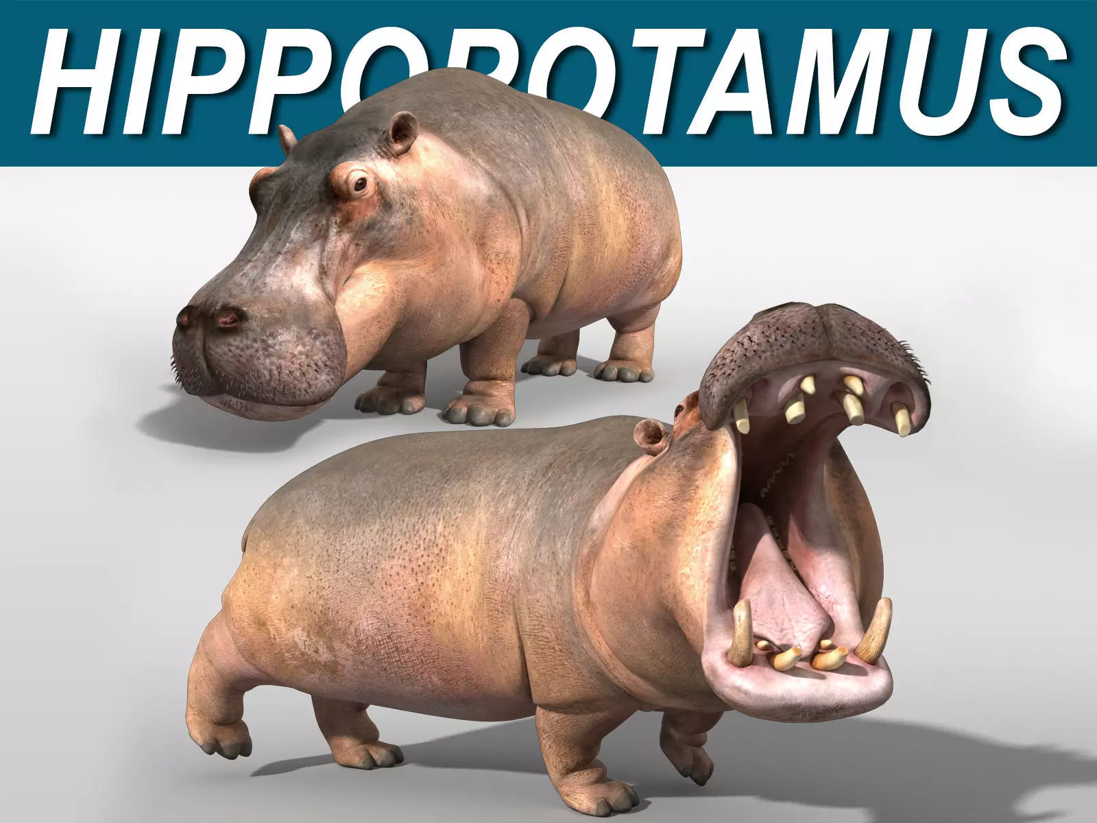 Hippopotamus 3D model_0