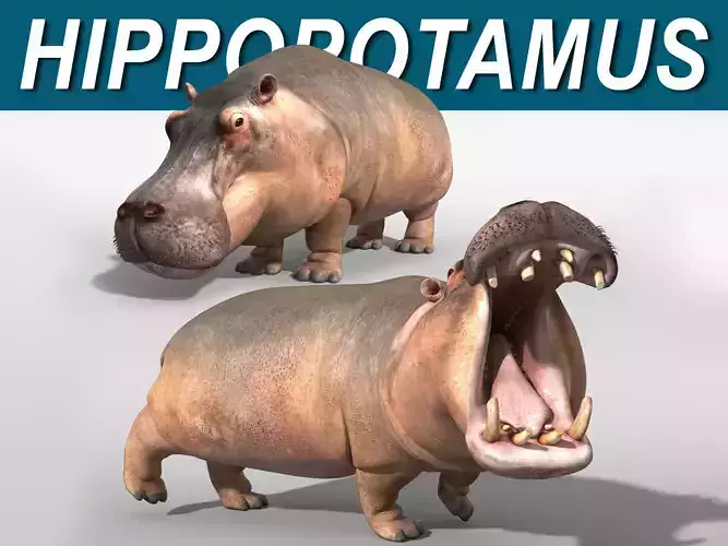 Hippopotamus 3D model