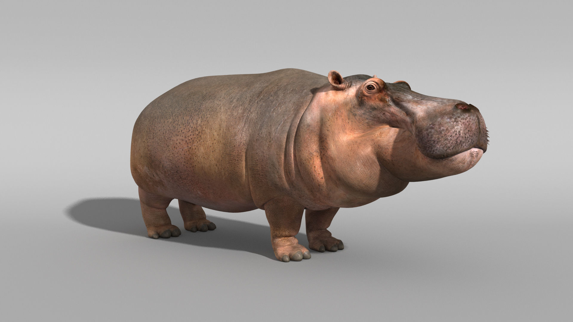 Hippopotamus 3D model_10