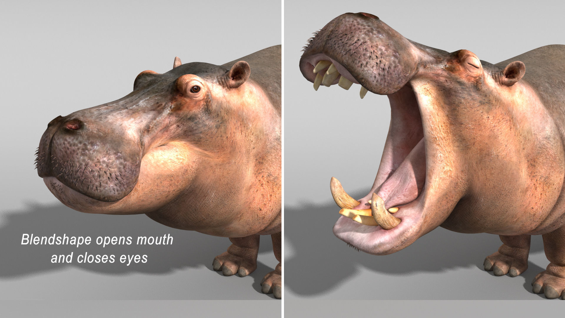 Hippopotamus 3D model_14