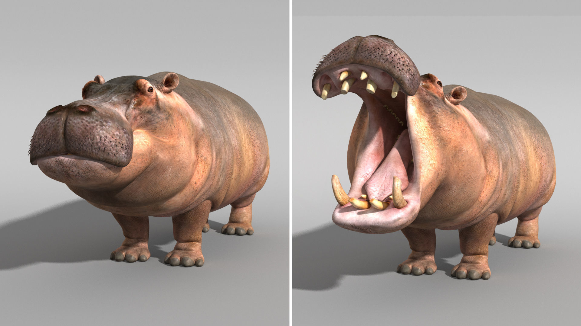 Hippopotamus 3D model_12