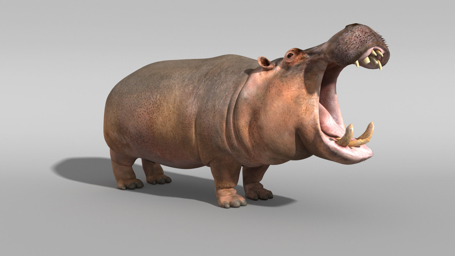 Hippopotamus 3D model_11
