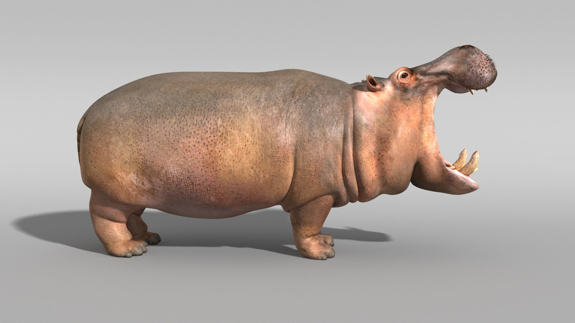 Hippopotamus 3D model_9