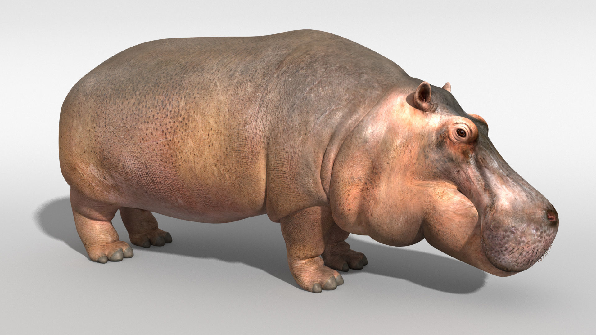 Hippopotamus 3D model_5
