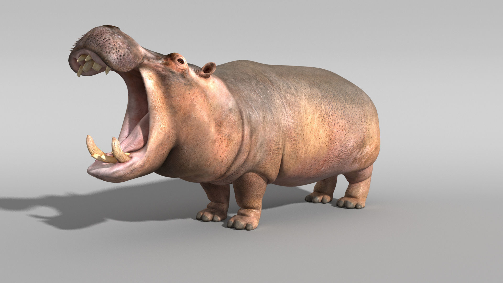 Hippopotamus 3D model_7