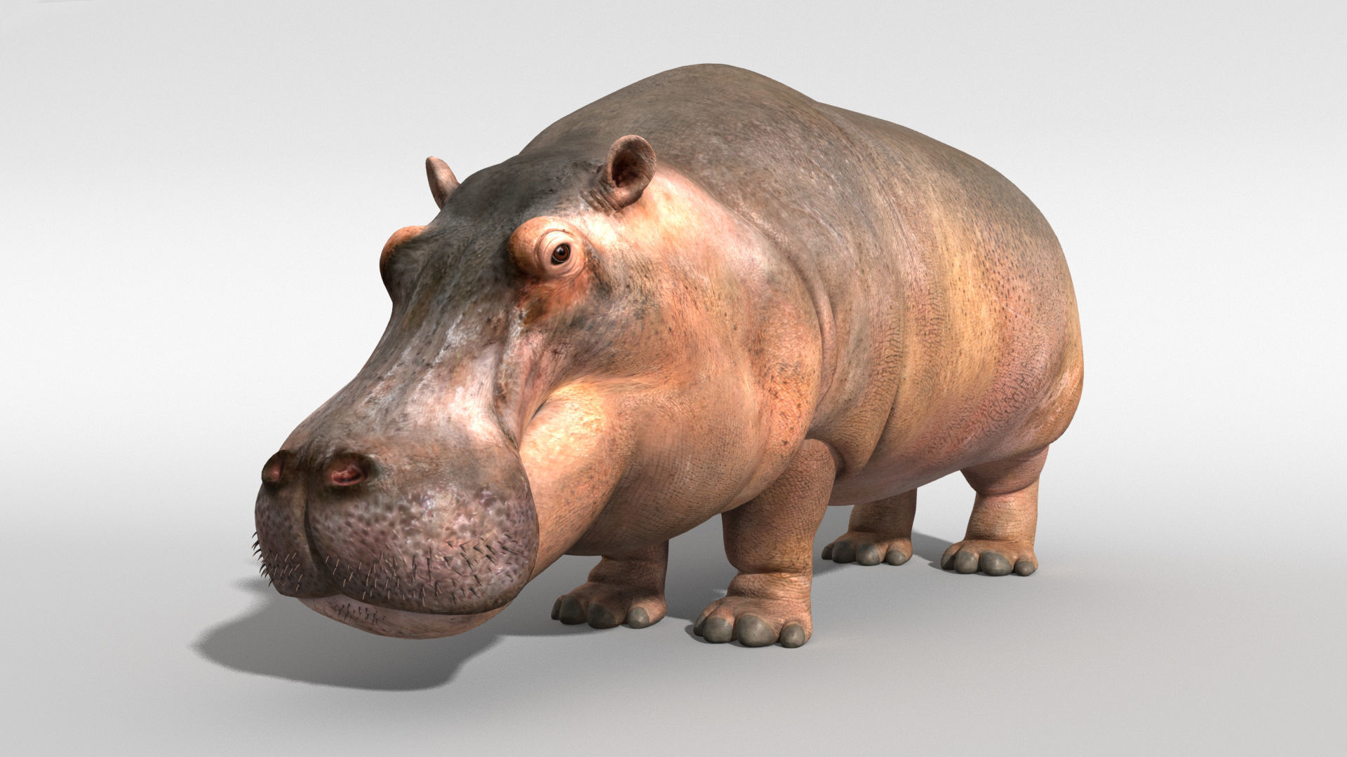 Hippopotamus 3D model_4