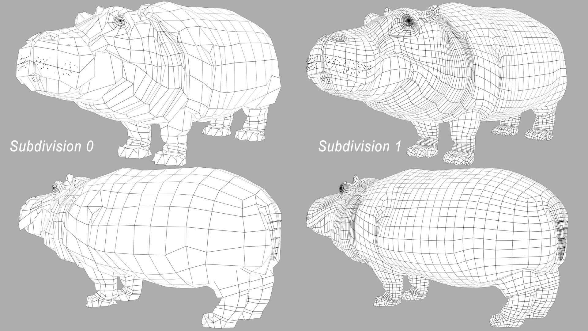 Hippopotamus 3D model_17