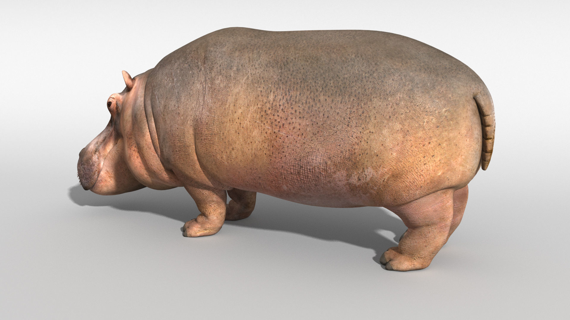 Hippopotamus 3D model_15