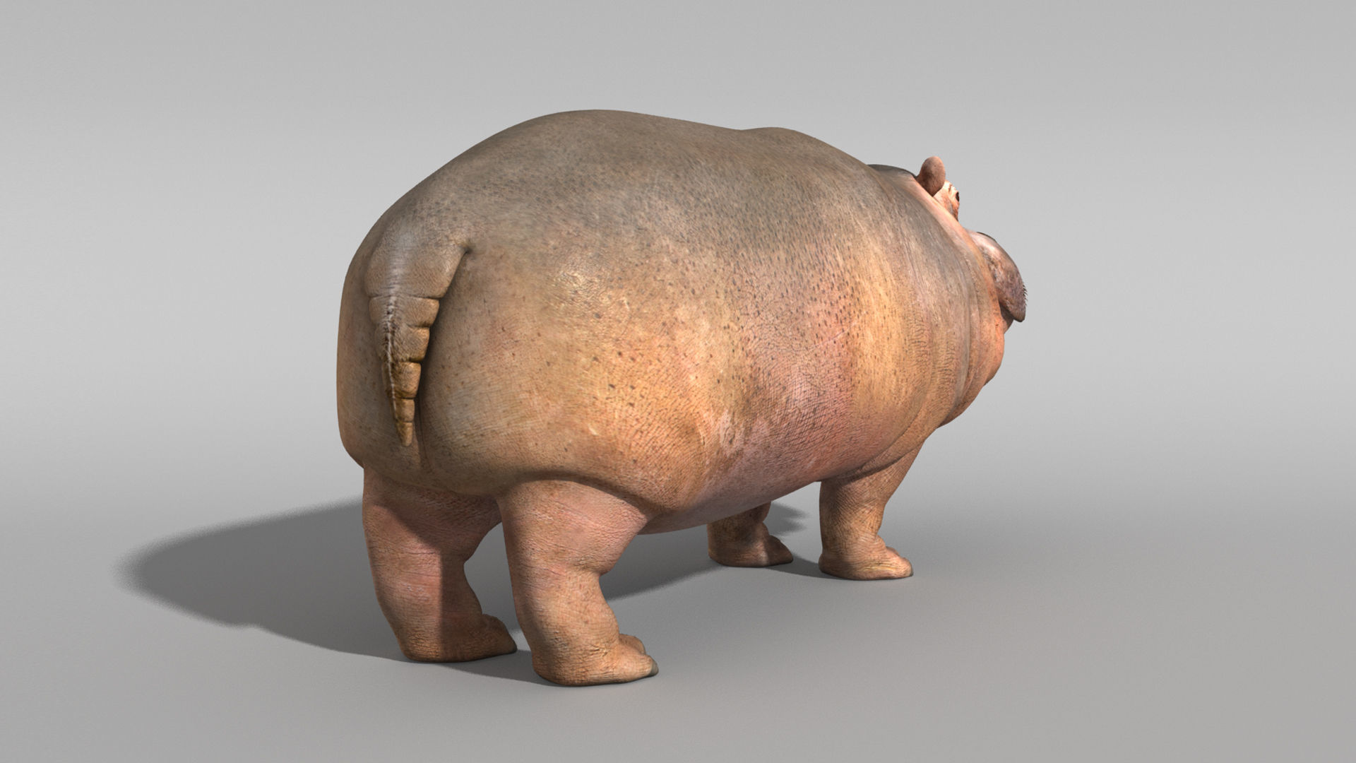 Hippopotamus 3D model_16