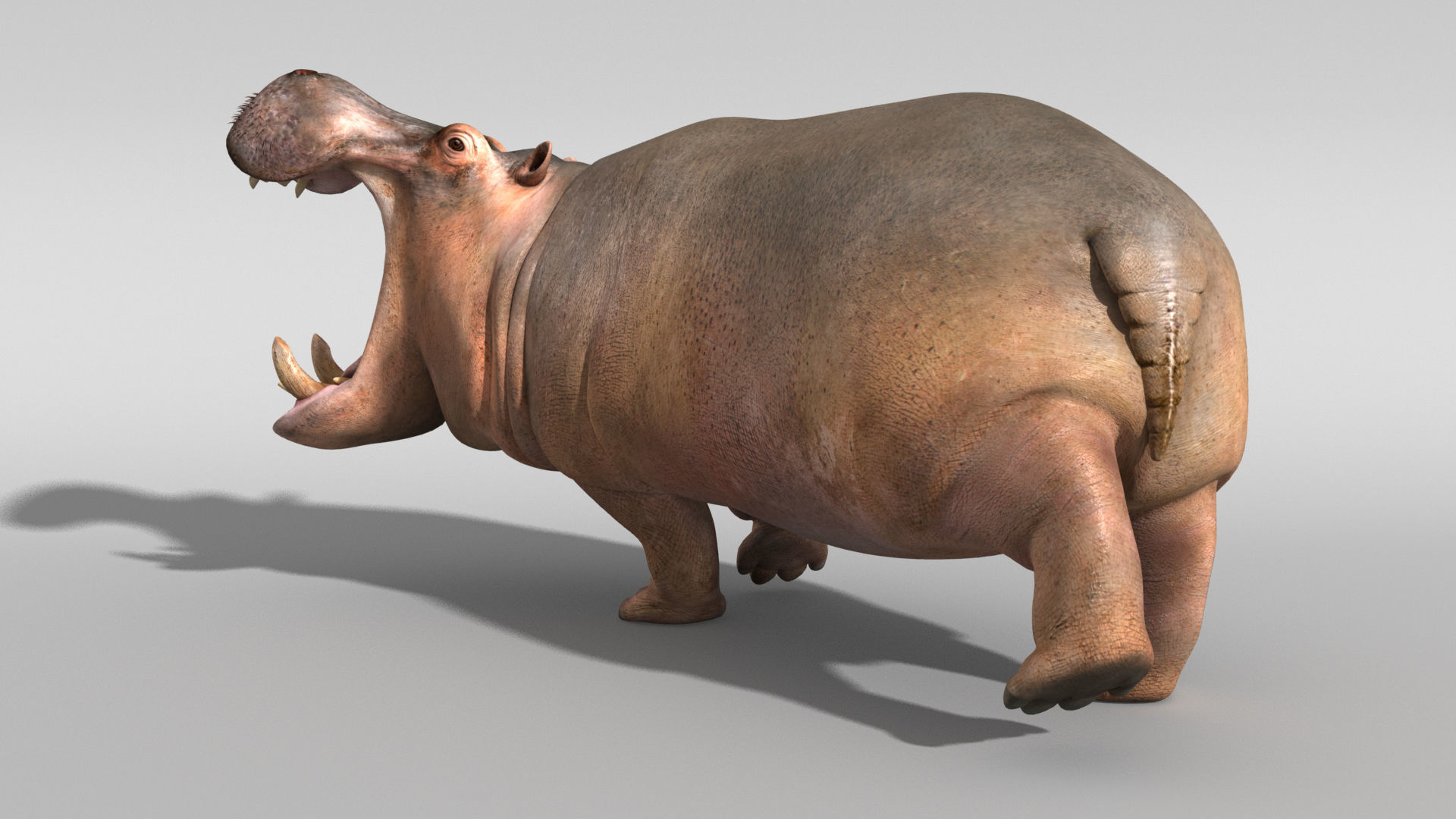 Hippopotamus 3D model_3