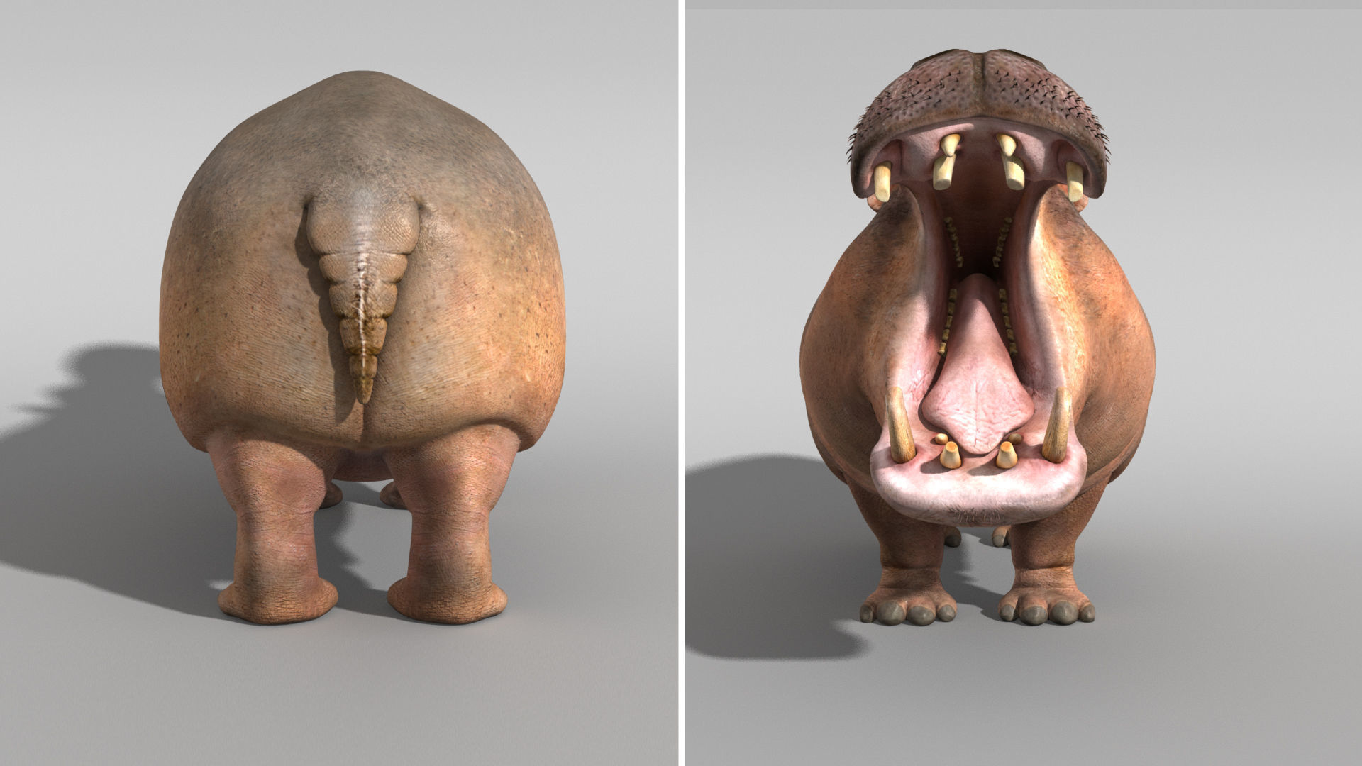 Hippopotamus 3D model_13