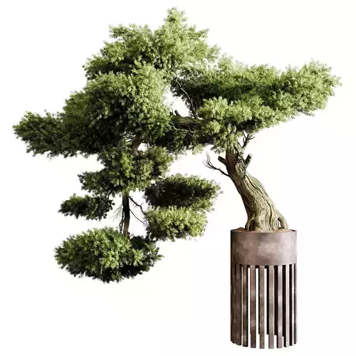 Indoor plants 73 - Bonsai Plant in pot 3D model