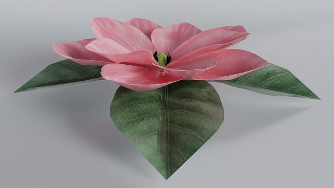 3D Magnolia Flower Model - Blender Low-poly 3D model