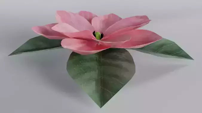 3D Magnolia Flower Model - Blender