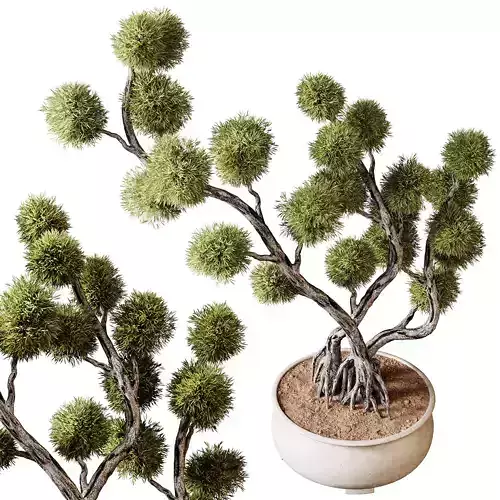 Indoor plants 74 - Bonsai Plant in pot 3D model
