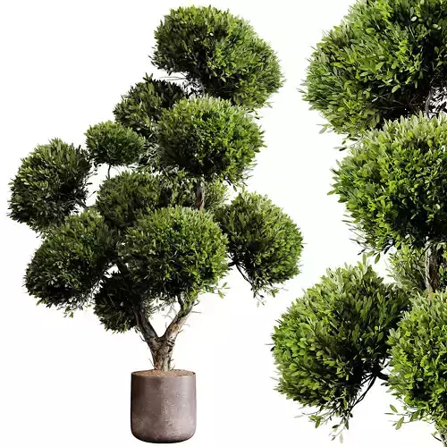 Indoor plants 75 - Plant in pot 3D model