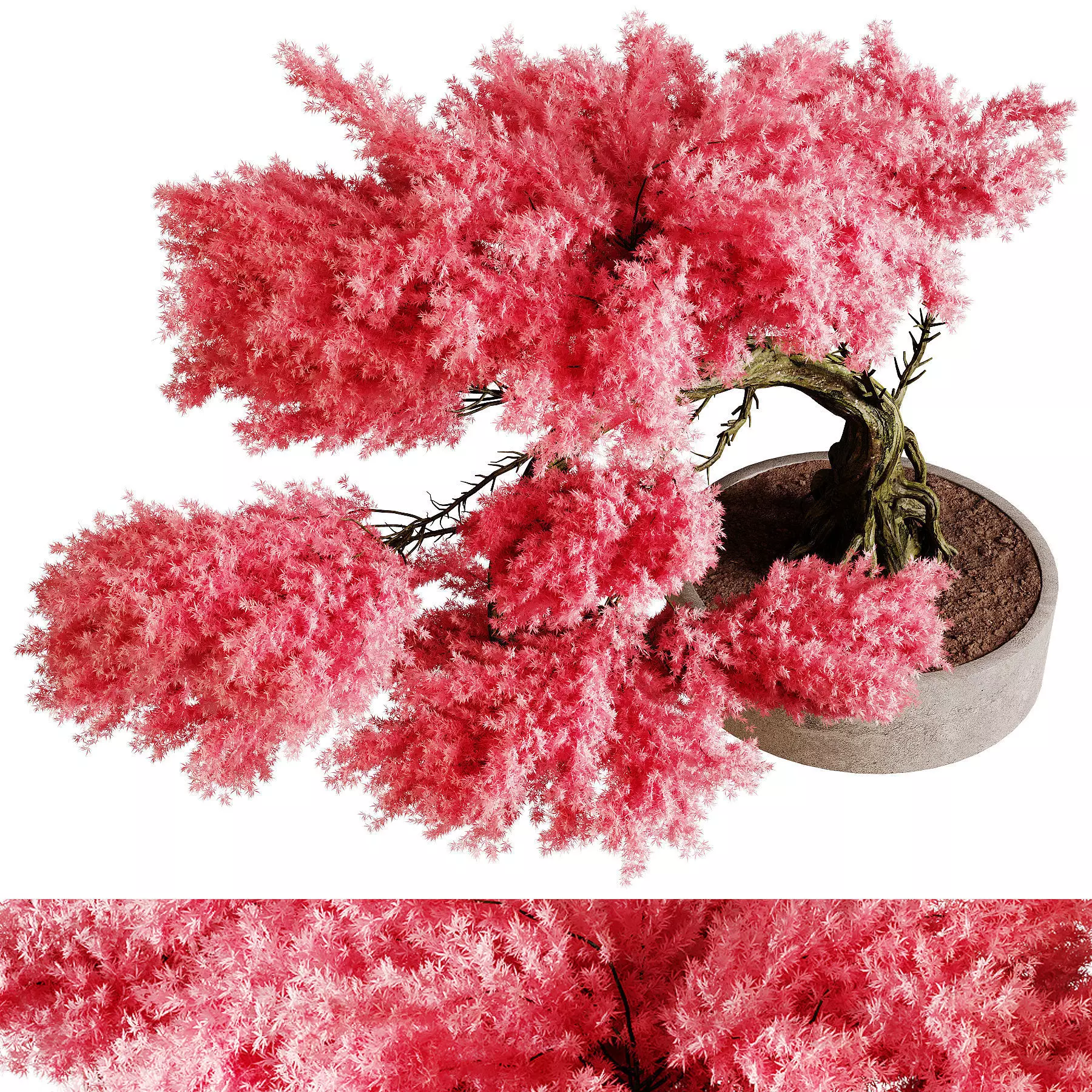 Indoor plants 76 - Plant in pot 3D model